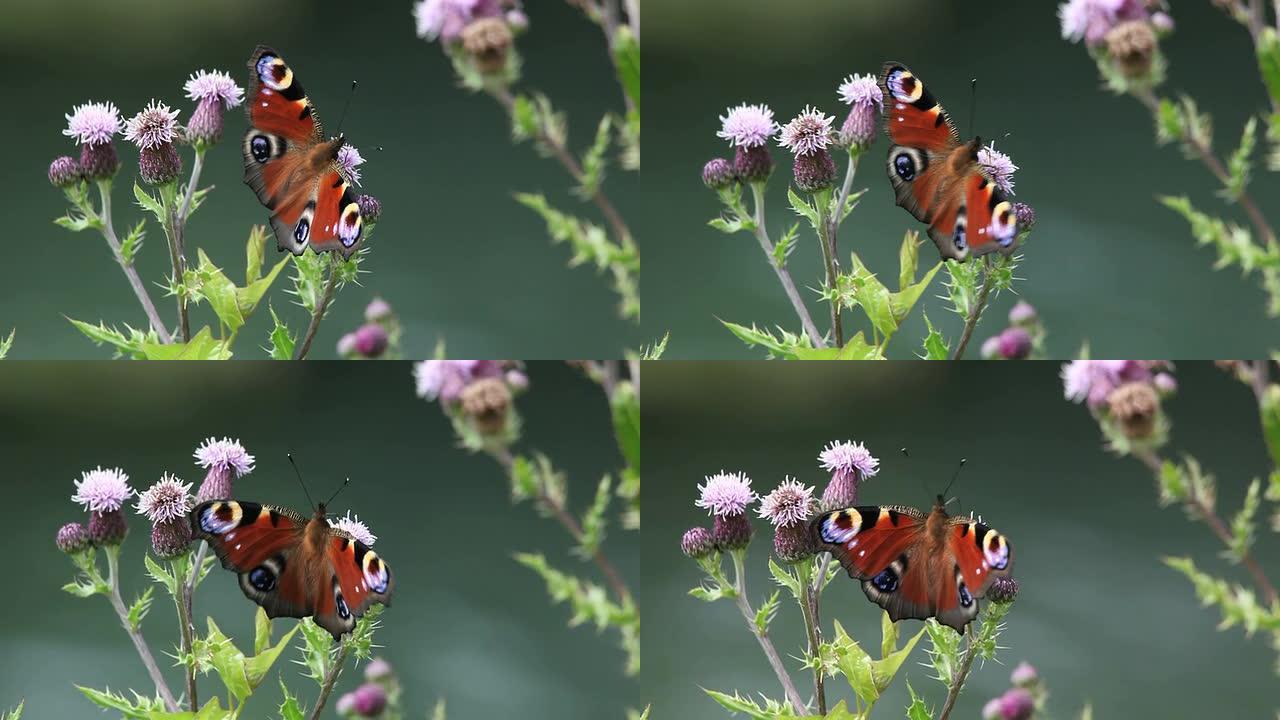 蝴蝶蝴蝶在花上