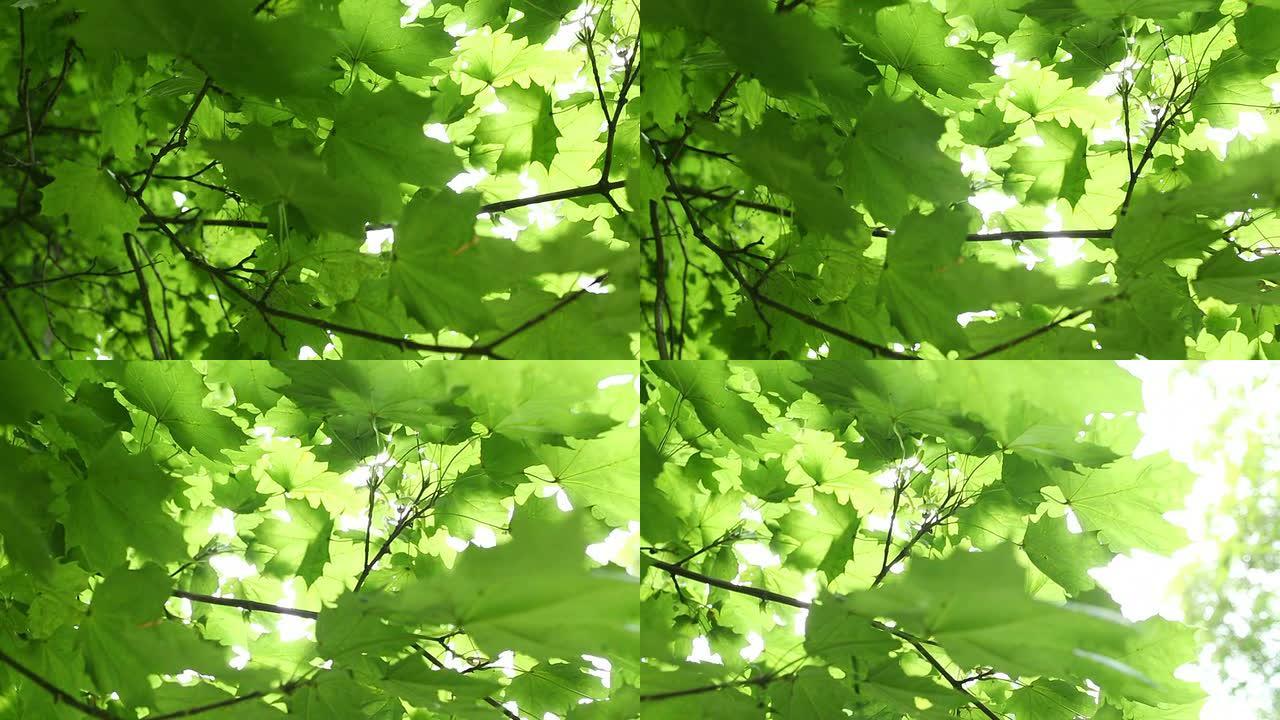 在绿枫树周围移动叶缝阳光普照绿色春天夏日