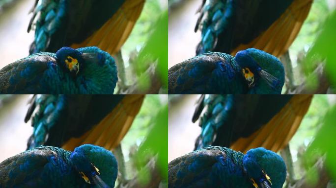 孔雀清洁羽毛孔雀整理羽毛蓝孔雀保护动物