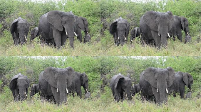非洲坦桑尼亚的大象群