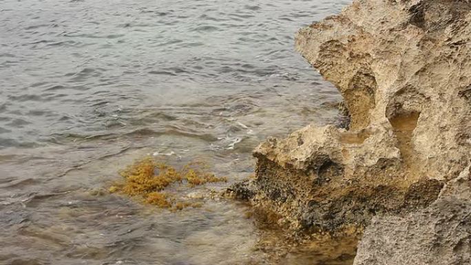 海岸线波浪与海洋植物-马略卡岛健康藻类