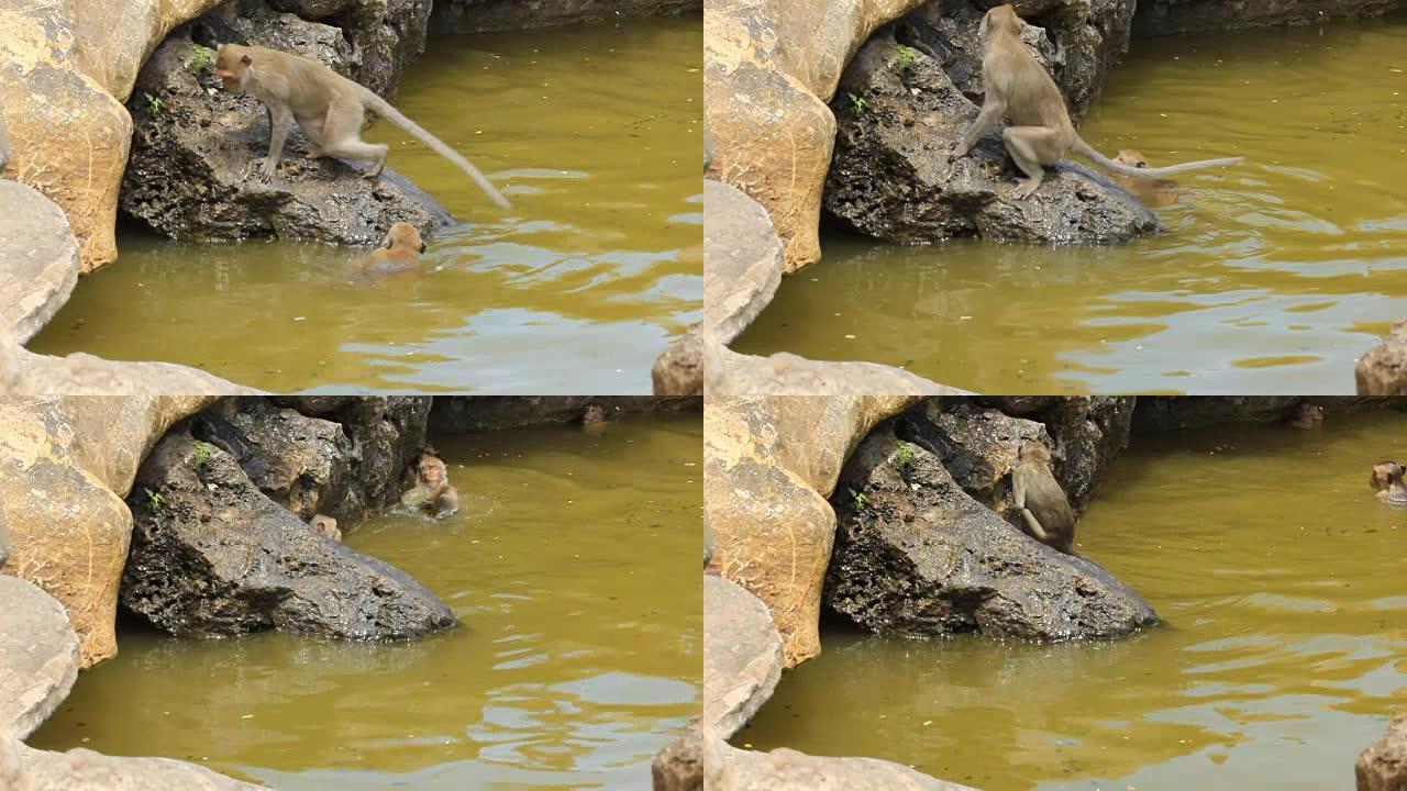 猴子在游泳池里玩耍和游泳