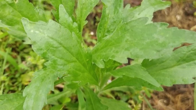 小蓬草 飞蓬 小飞蓬小白酒菊 加拿大飞蓬