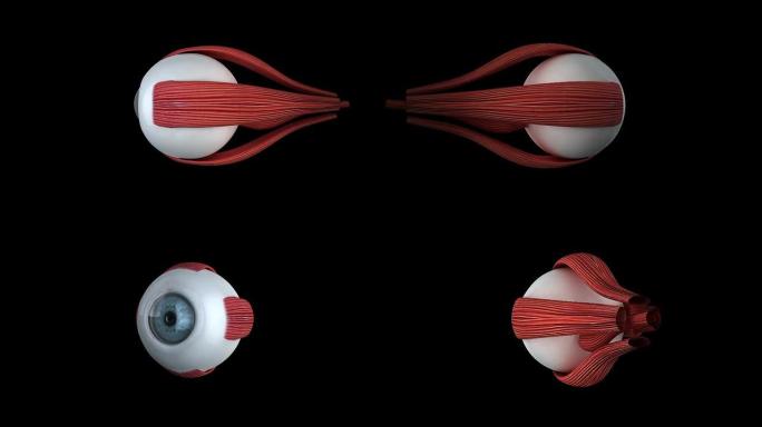 眼球眼球动画医药课程片头眼睛视网膜