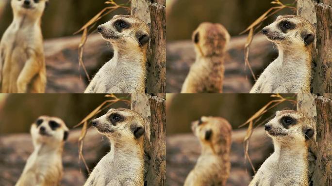 米卡特在一个开放的考考动物园里看起来很警觉。CNGLNAT1094