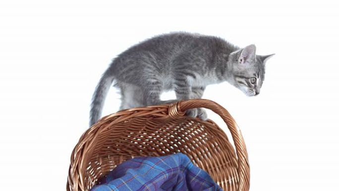 高清: 小猫从篮子里跳下来