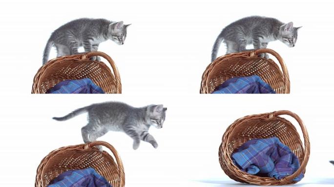 高清: 小猫从篮子里跳下来