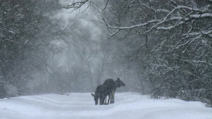 麋鹿舔盐麋鹿舔盐下雪