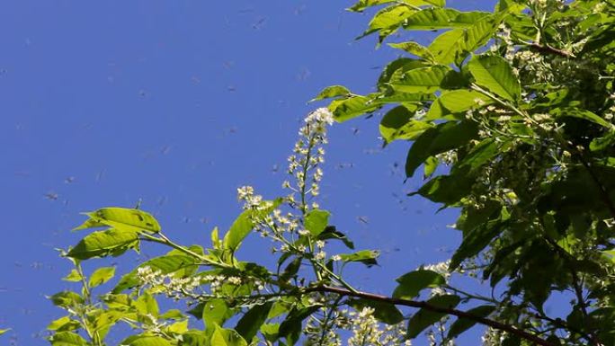 蚊子和白花