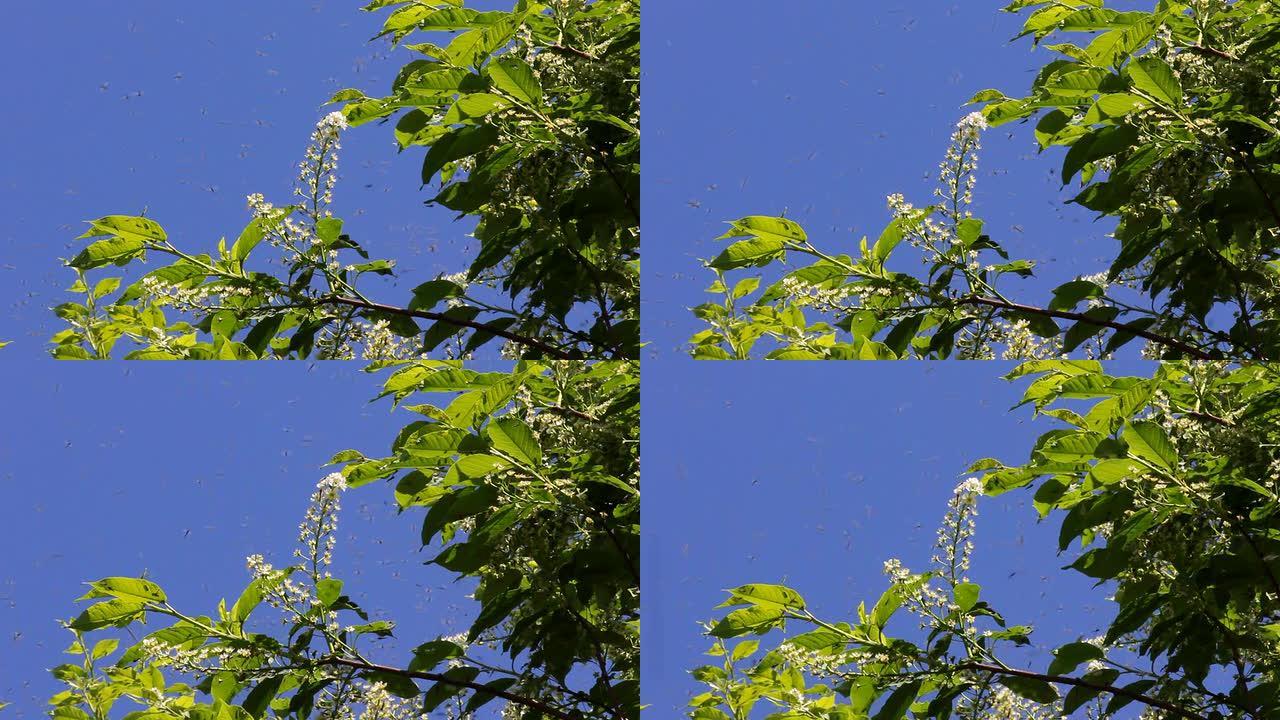 蚊子和白花