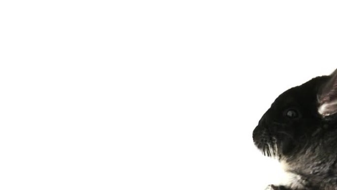 白底黑龙猫抬头动物头黑龙猫毛发
