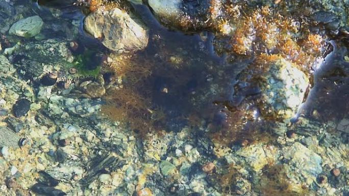 潮池中活跃的螃蟹