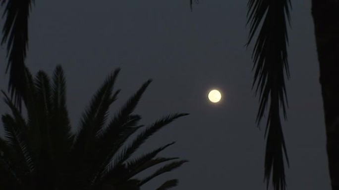 月光下棕榈树的影子