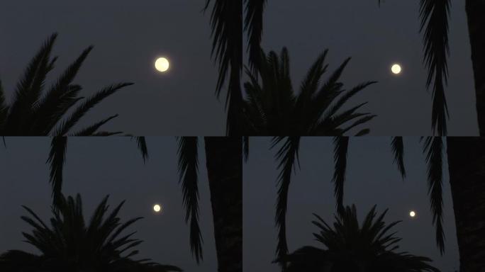 月光下棕榈树的影子