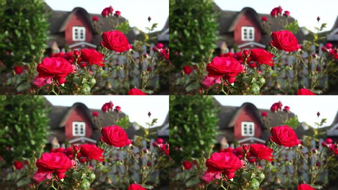 背景是漂亮房子的玫瑰