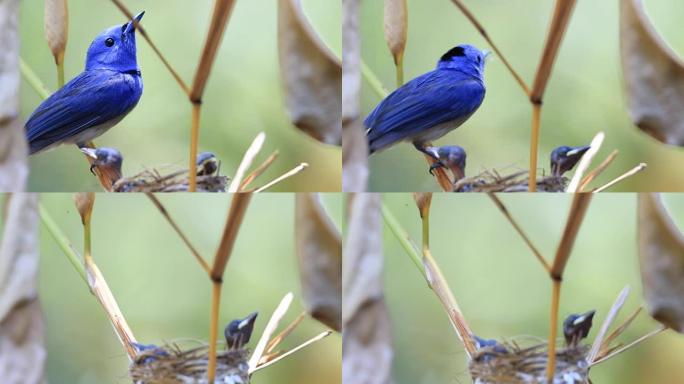 黑枕帝王蝶或黑枕蓝色捕蝇鸟爱地守护着他的雏鸟