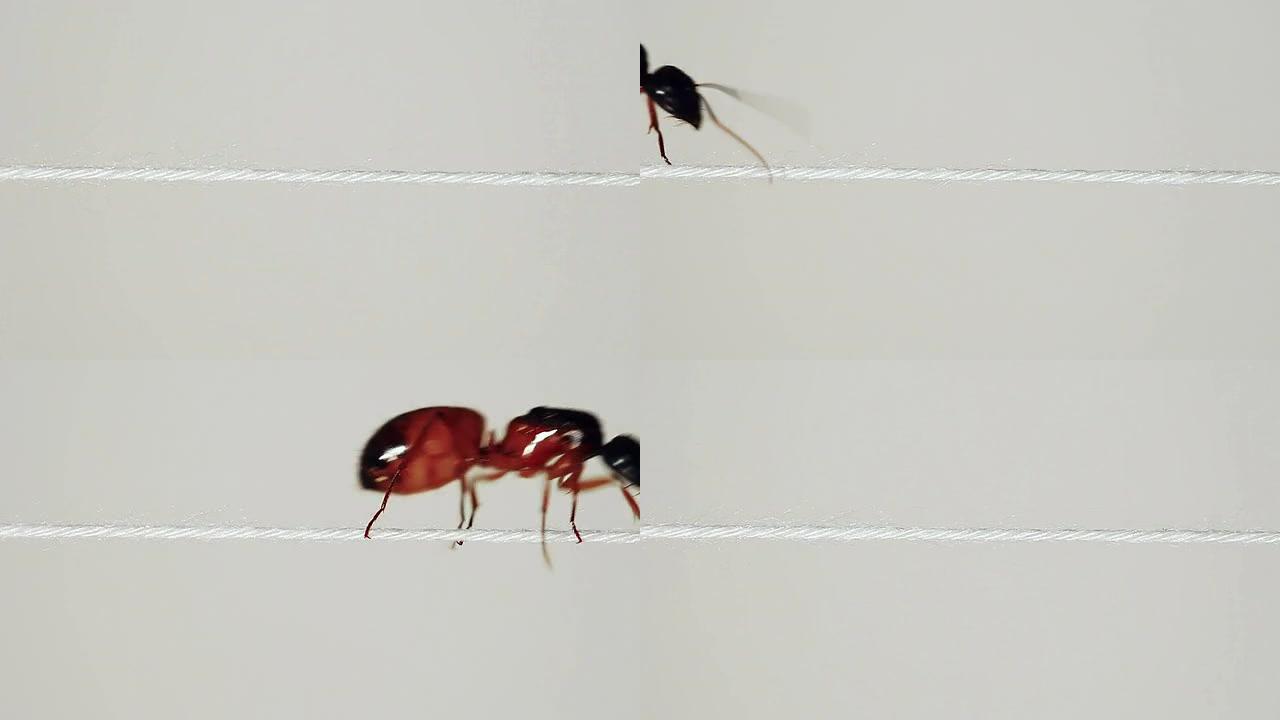 蚂蚁在细绳上奔跑蚂蚁在细绳上奔跑