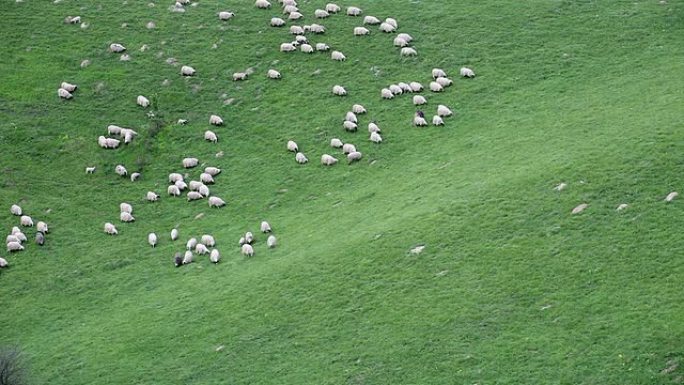 羊群下山劳动散养溜达养