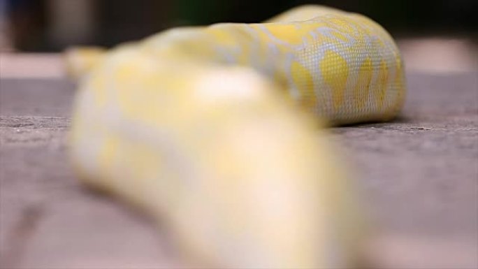 Python。蟒蛇