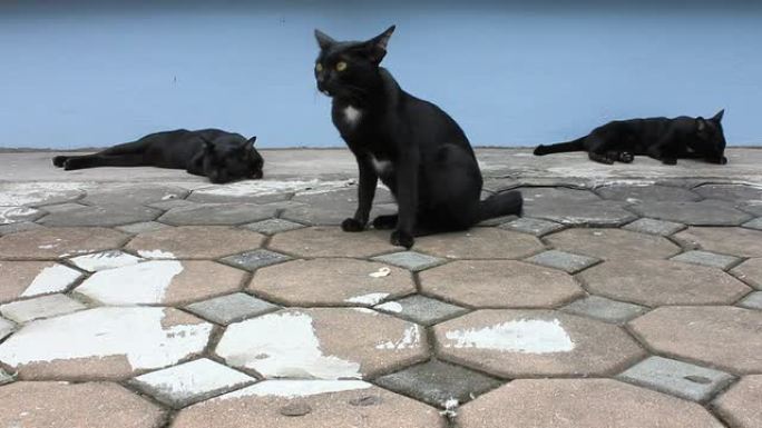 三只黑猫睡着了。搞笑黑猫