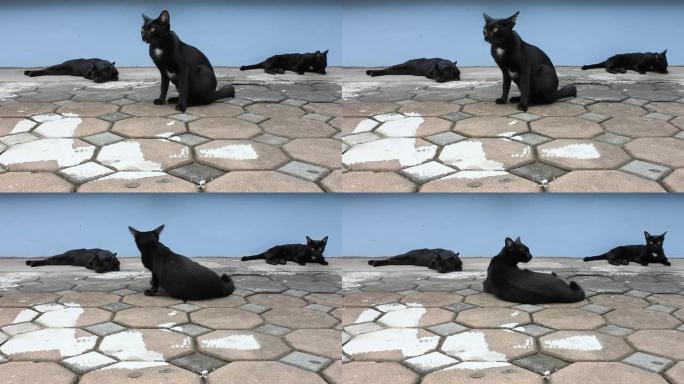 三只黑猫睡着了。搞笑黑猫