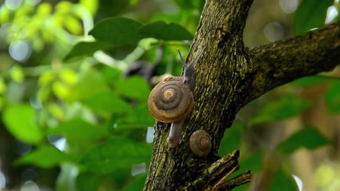 蜗牛树枝上的蜗牛