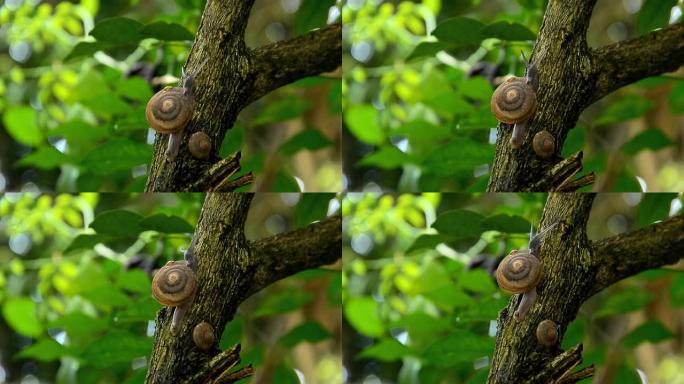 蜗牛树枝上的蜗牛