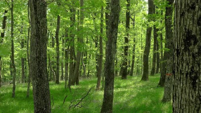 晴天的森林下层空气