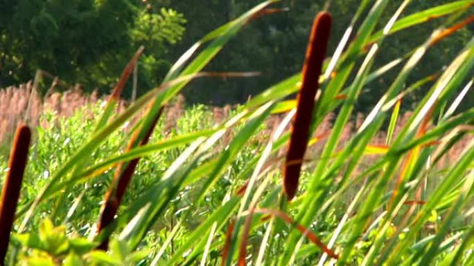 夏日的微风吹过香蒲和野草的草地