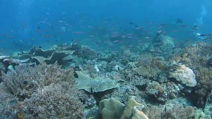 Rich Coral Reef,拉贾安帕特,印度尼西亚