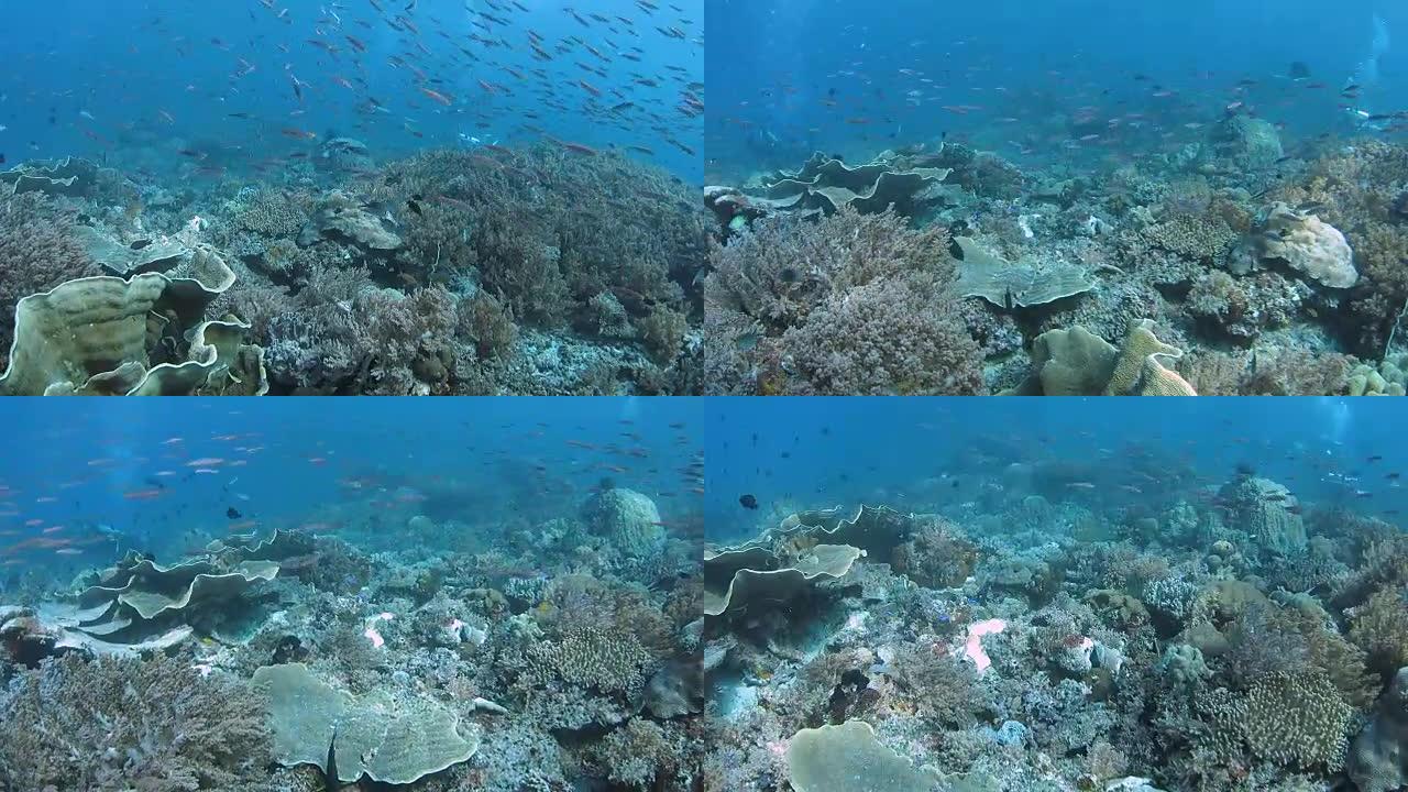 Rich Coral Reef,拉贾安帕特,印度尼西亚