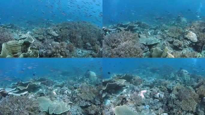 Rich Coral Reef,拉贾安帕特,印度尼西亚
