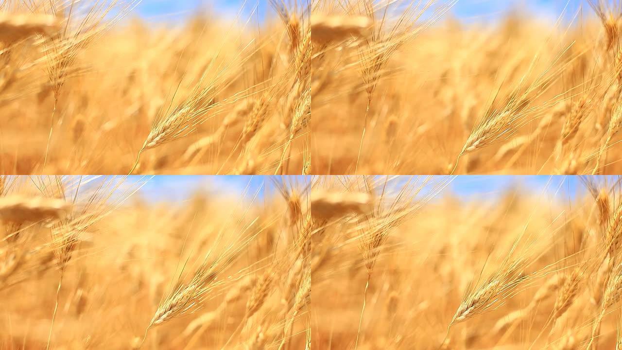 风中成熟的小麦，高清视频