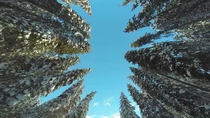 针叶树的低角度镜头