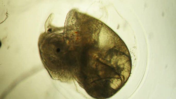 胚胎蜗牛科学发现奥秘实验发现