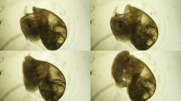 胚胎蜗牛科学发现奥秘实验发现