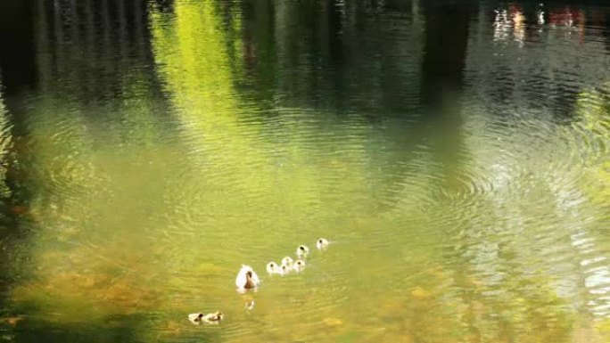 在湖边躲避生息繁衍湖泊湿地鸭妈妈和小鸭子