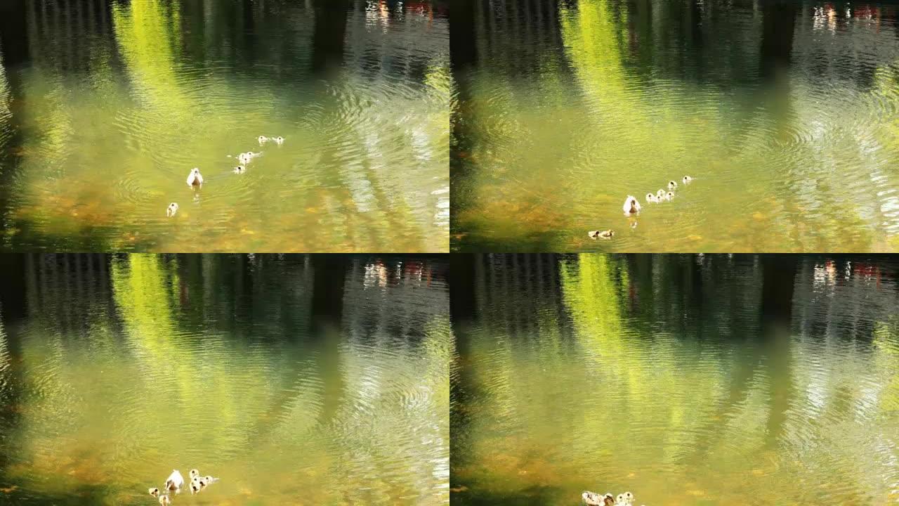 在湖边躲避生息繁衍湖泊湿地鸭妈妈和小鸭子