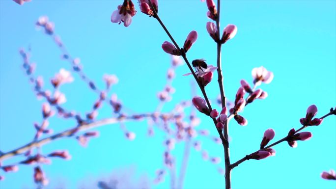 春天桃花盛开蜜蜂彩花粉