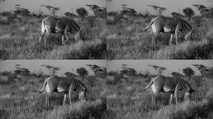 格雷维斑马低头吃草一只一个动物大迁徙