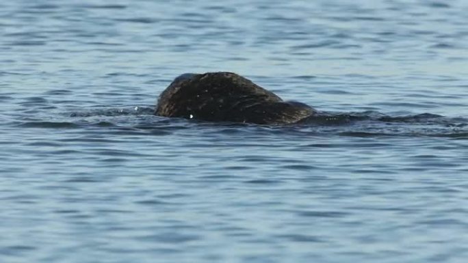 高清视频野生海獭在加利福尼亚州蒙特雷湾梳毛