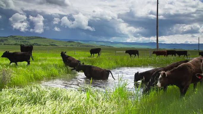 暴风雨的天空下的牛群聚集在水坑里