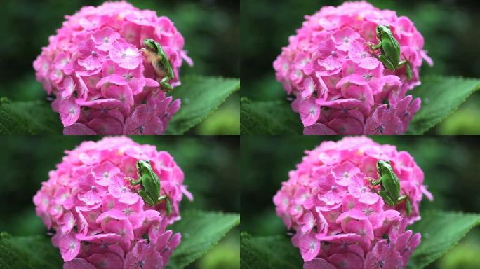 绣球花上的青蛙绣球花上的青蛙
