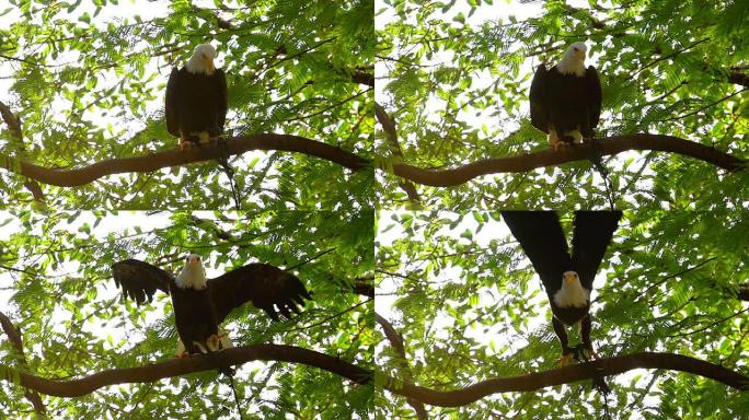 老鹰慢飞野生动物保护生物生态飞翔飞鸟