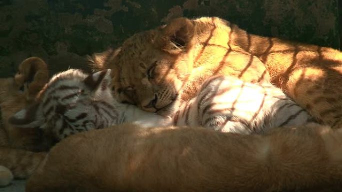 睡觉的狮子和老虎