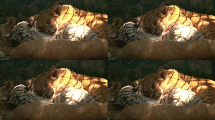 睡觉的狮子和老虎