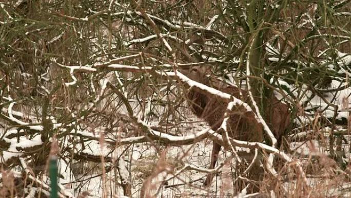 白雪皑皑的森林里的鹿