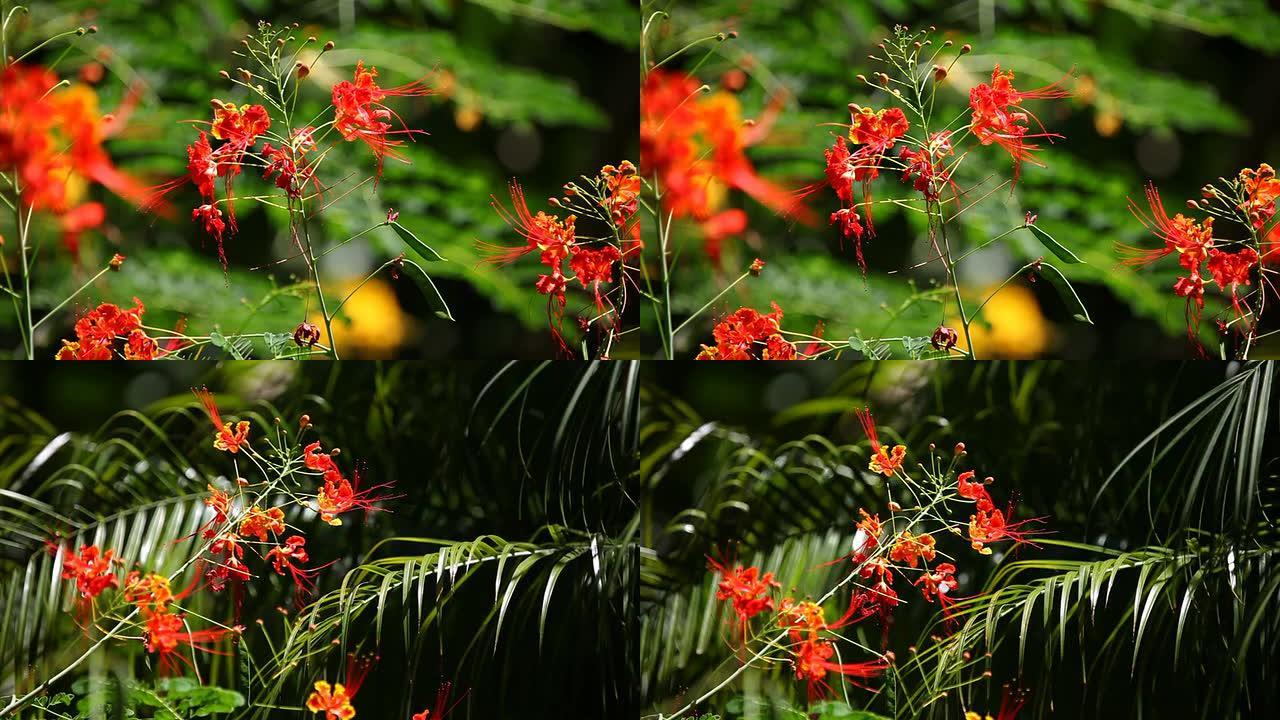 热带花卉。HD-高山苔草科