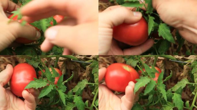 收获西红柿
