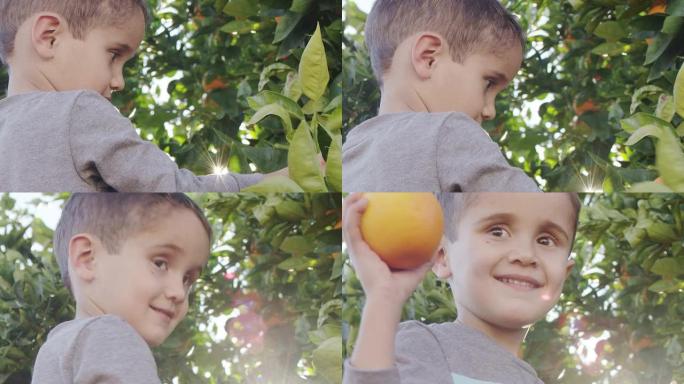 摘橘子的小男孩
